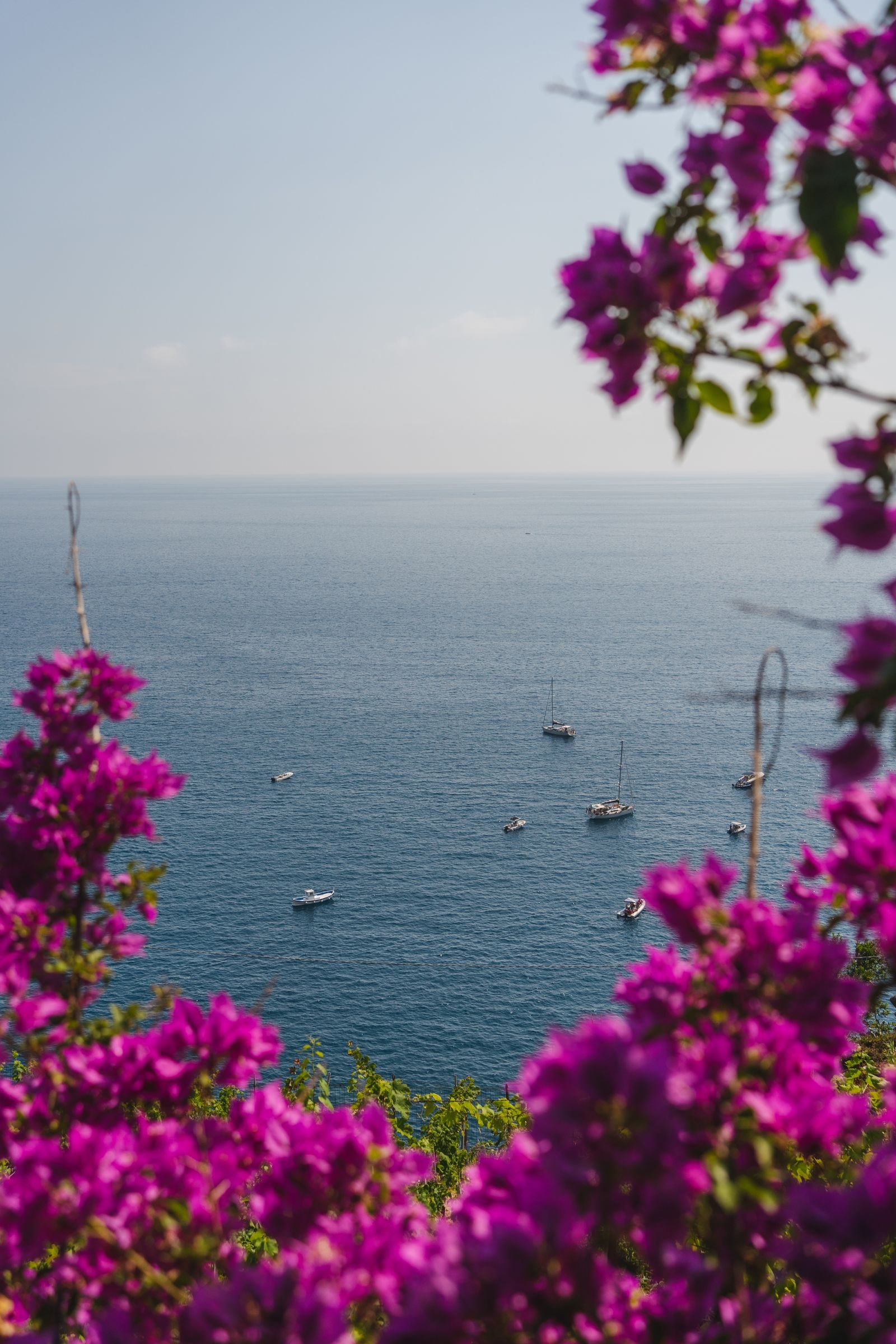 Bougainvillea over the Mediterranean sea